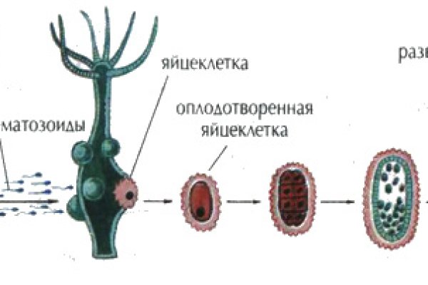 Не могу зайти в кракен