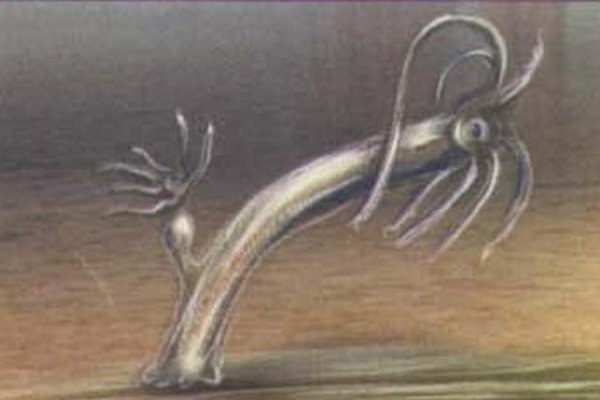 Кракен даркент